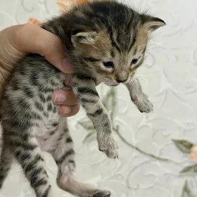 pishik caga pisik котенок