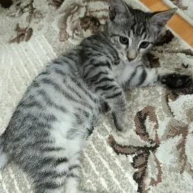 Котята