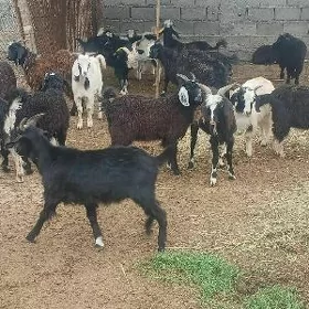 Çewiş Erkeç