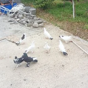 Kepderi