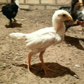 baysow jüje