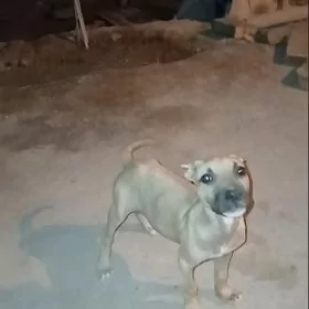 pidbull