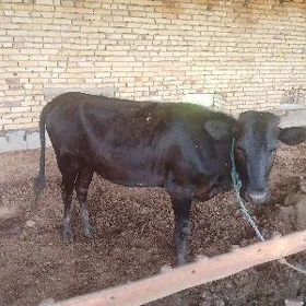 BOĞAZ UNAJYN