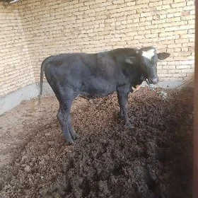 ÖKÜZ
