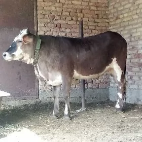 Tohum Gibrit Tüwe 1 ýaş 7 aý