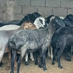 issek goyun