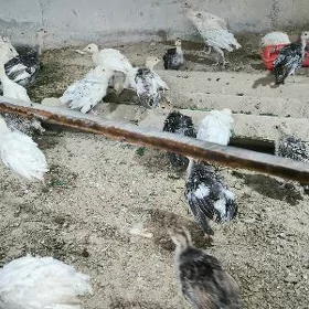 induk juje 2 ay bolun