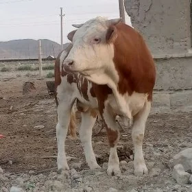 smental öküz
