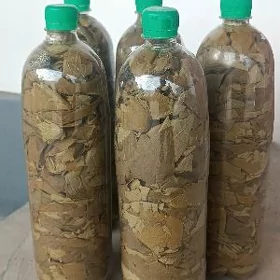 sarma üçin täze üzüm yaprağı