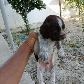 spaniel