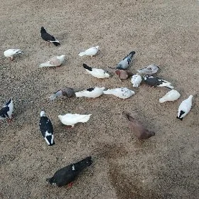 kepderi