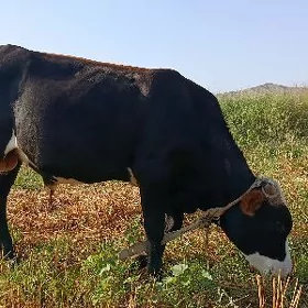 oku