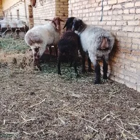 Kockarlar