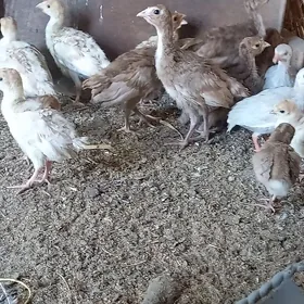 Induk juyje