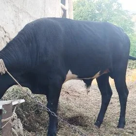Ökuz