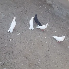 kepderi