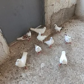 kepderi