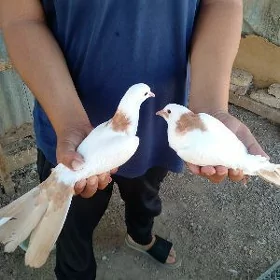 Kepderi