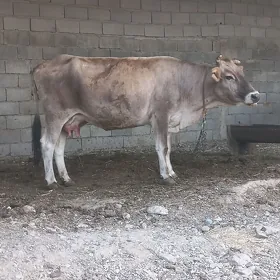 sygyr