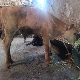 Окузче