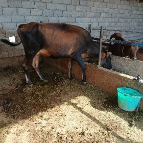 goleli sygyr