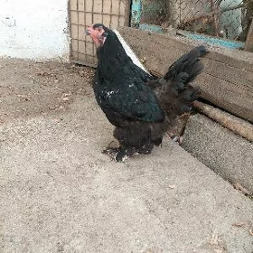 brama