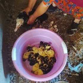 GUS GUS UNDUŞGA