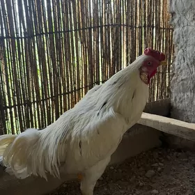 horaz