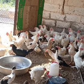 dogotan ak tovuklar