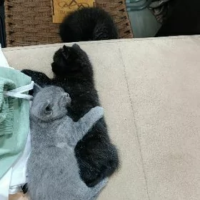котята