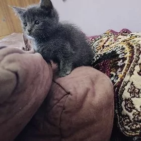 котята