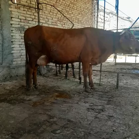 bogaz sygyr