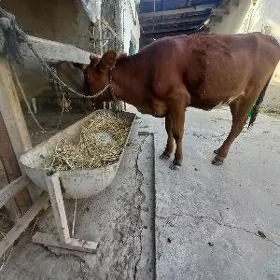 Tüwe
