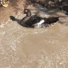 ömuskus ördek