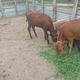 Göle