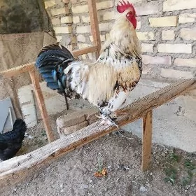 Horaz