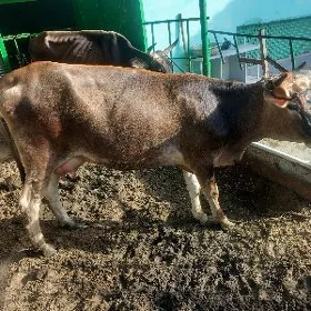 goleli sygyr