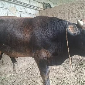 ŞWES OKZ