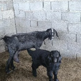 GEÇI KELEK