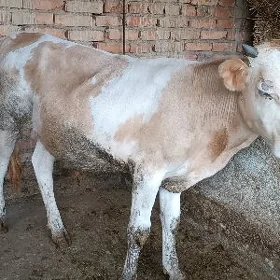 Öküz