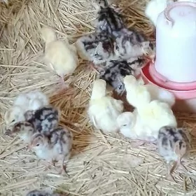 Induk jüje 5 gün