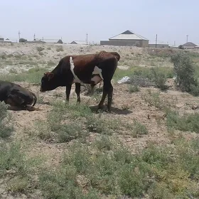 öküz