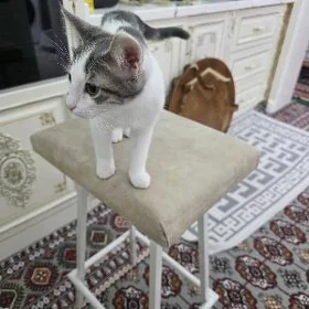 pişik