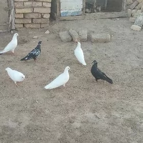 Kepderi