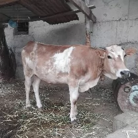 satlyk tuwe