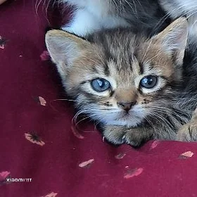 pishijekler 1,5ay, котенок