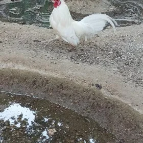 karlik horaz