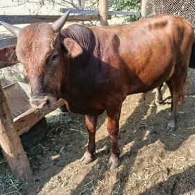 Ökiz