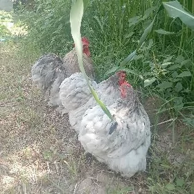 kohin towuk horaz