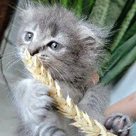 котята
